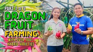 AMAZING DRAGON FRUIT FARMING: FROM PERSONAL CONSUMPTION TURNED FULL SCALE BUSINESS W/ 100+ VARIETIES