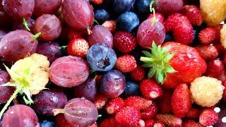 Berries!! My top 8 berries to grow, even in small gardens or containers