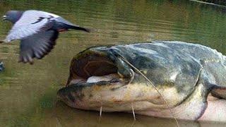 Сом — Подводный Бегемот! Охотится на голубей и нападает на людей!