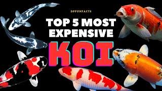 Top 5 Most Expensive Types of Koi Fish in 2024 | DPFunFacts