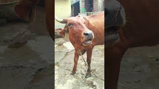 big cow  part - 02 #village #cow #sound #short #shortsvideo