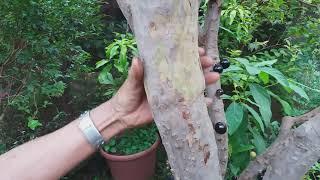 Resultado de enxertia de jabuticaba de mais de 20 anos
