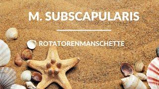 Muskeln lernen: M. subscapularis - Gedächtnispalast & Eselsbrücken zur Rotatorenmanschette