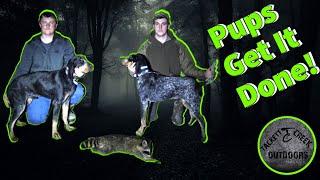 Coon Hunting *The pups get it done & Nathan Talks about Amos Bloodline*