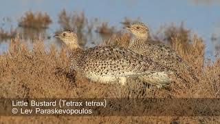 Little Bustard - Tetrax tetrax