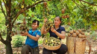 Harvesting Ambarella & Sapodilla Fruit Goes to the market sell - Pig Care - Lý Thị Ca