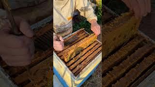 Качаем мёд в Августе  #пчеловодство #animal #топ