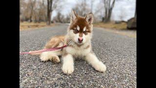 alaskan malamute rojo razas de perros