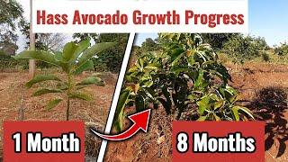 Hass Avocado  Growth Progress at 8 Months. Kitui Kenya.