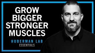 Build Muscle Size, Increase Strength & Improve Recovery | Huberman Lab Essentials