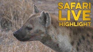 High hopes for a hyena den