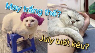 May và July thành lập bang hội bảo kê ae meomeo trong xóm | maly.gaugau