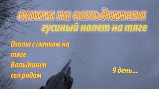 Охота на вальдшнепа и налет гусей на тяге (весенняя охота 2016)манок на вальдшнепа сработал
