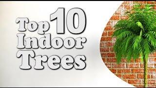 Top 10 Indoor Trees