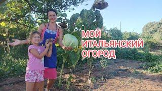 109. Пока ВЫ ждёте осени, я собираю урожай