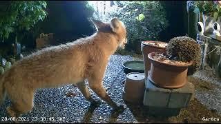 Fuchs und Igel