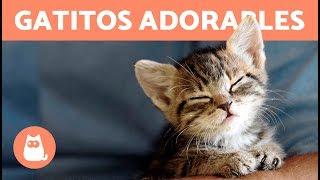 VÍDEOS DE GATOS Y GATITOS ADORABLES