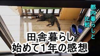 猫ちゃんのおかげ　点数は８０点