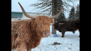 Evening Live With Highland Cows