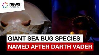 New giant sea bug species named after Darth Vader