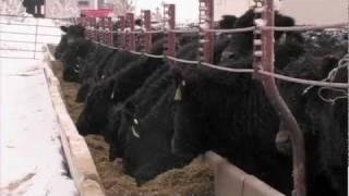 Quality Angus Cattle from Woodhill Farms