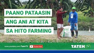 Paano Pataasin ang Ani at Kita sa Catfish Farming | TatehTV Episode 79