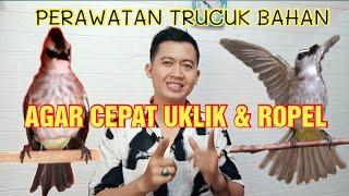 TIPS MERAWAT TRUCUK DARI  BAHAN AGAR CEPAT NGEROPEL