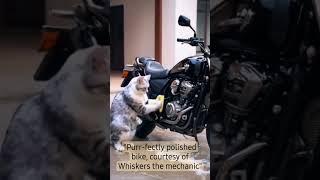 Cat cleaning bike