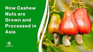 How Cashew Nuts are Grown and Processed in Asia?