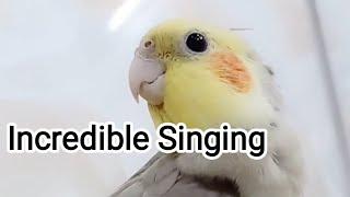 Incredible Singing Dancing Cockatiel 