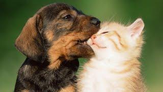  Kittens vs puppies!  A compilation of funny cats and dogs for a good mood! 