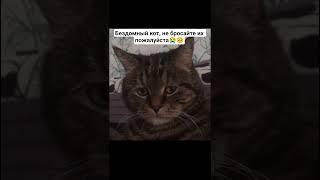 Бездомный кот, пусть ни один котик не будет бездомным#жалко#грустно#shorts#поддержите лайкой