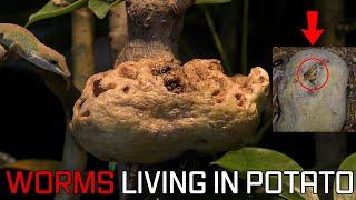 Potato Full Of Worms Vs. Tree Of Hungry Lizards (Reptiles Eating Mealworms Out Of A Potato)