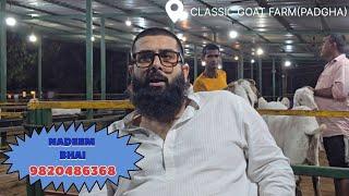 Classic Goat Farm Biggest Goat Farm In Bhiwandi Padgha & Best Palai Result For Goats 2025