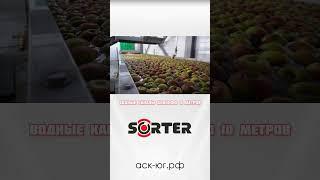 Линия сортировки яблок SORTER до 5 тонн в час(часть 1) #садоводство  #агротехнологии #sorter #яблоки