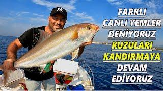 Kuzu - Akya - Amberjack Avı. Bu Canlı Yem Mıknatıs Gibi Kuzuları Çekiyor Ve Oltaya Yapıştırıyor...