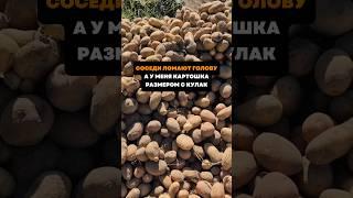 Соседи ломают голову ,а у меня картошка размером с кулак#дача#сад