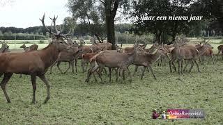 Kerstgroet onlinebarneveld nl