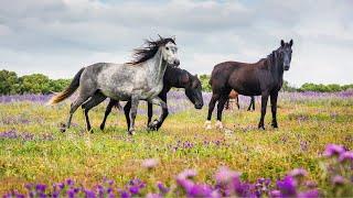 Beautiful Wild Horses | Peaceful Nature Video