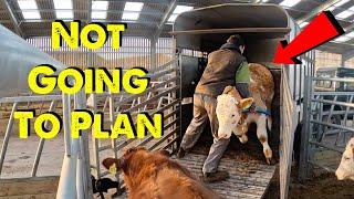 I Came Off Worse | Cows Come In | Shed Demolition