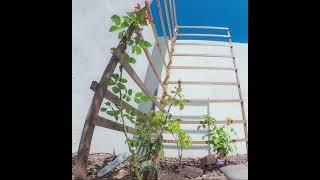 Timelapse of roses growing