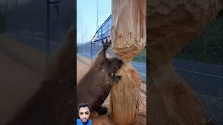 مفاجأة لن يدرك النمس سقوطها اثناء فنون نحتها #shorts
