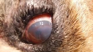 Dr. Kraemer Vet4Bulldog bulldog and French bulldog DRY EYE DISEASE (KCS) close up