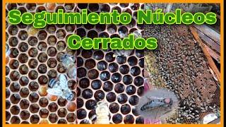 Seguimiento Núcleos Cerrados #apicultura #abejas #método