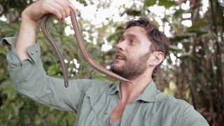 GIANT EARTHWORM DISCOVERED IN ECUADOR