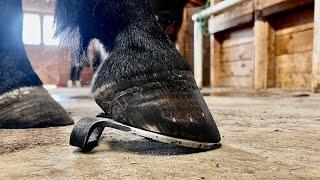 Tendon INJURY Recovery Horseshoe