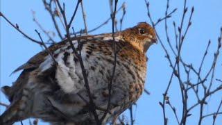 Partridge Munching Away in a Birch Tree ~ February 2023