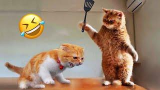 New Funny Animals 2023  Funniest Cats and Dogs  Part 13