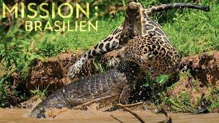 Sehr selten gefilmt: JAGUAR vs. KROKODIL | Mission: Brasilien