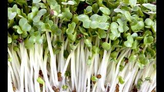 Growing Broccoli Sprouts Vertically